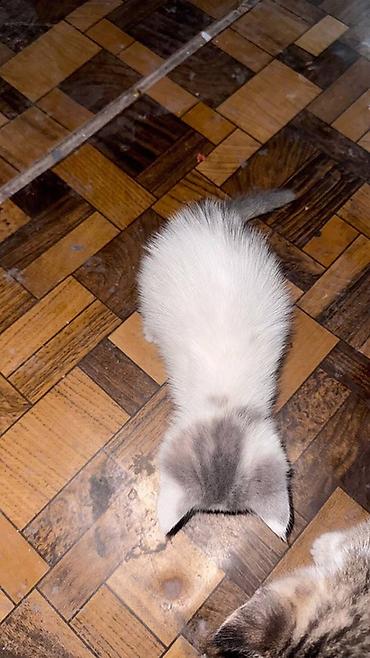 некая: Кошка даром: Беспородная, 2 месяца, Девочка — 7