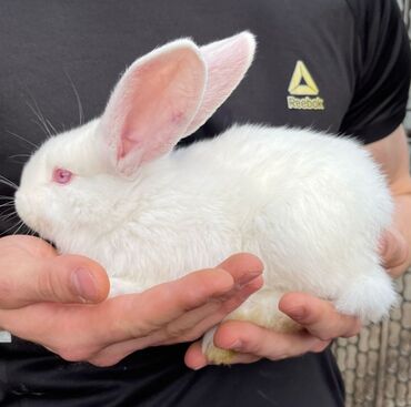 Декоративные кролики: ПРОДАЖА крольчат 1.5 месяца Белый Великан- порода крупных меховых