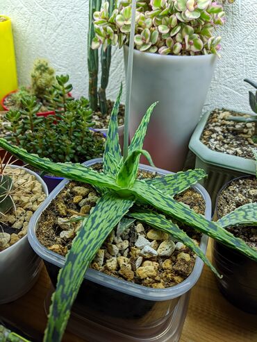 Otaq bitkiləri: Sukkulentlər. Sağlam və dözümlü bitkilərdi. Uzun müddət susuz qala — 27