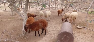 Qoyunlar, qoçlar: Ətraflı məlumat üçün yazın — 5