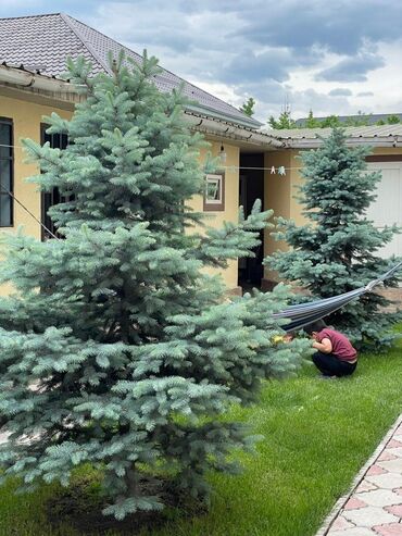 искусственные ели с белой хвоей: Көчөттөр дарактардын: Карагайлар
