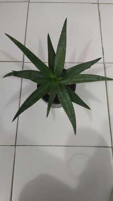 Aloe: Aloe Vera qiyməti 5 azn. Aloe veradan istifadə. Aloe vera bitkisi