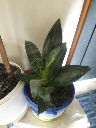 gül toxum satışı: Məhsul: Sansevieria (Əjdaha dili, Qaynana dili) – müxtəlif ölçülərdə — 2