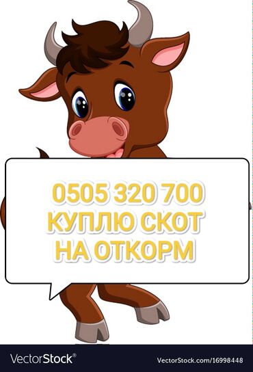 корова телки: Куплю | Коровы, быки, Лошади, кони | На откорм, Откормленные, Самовывоз