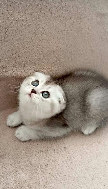 Pişiklər: Britan — 7