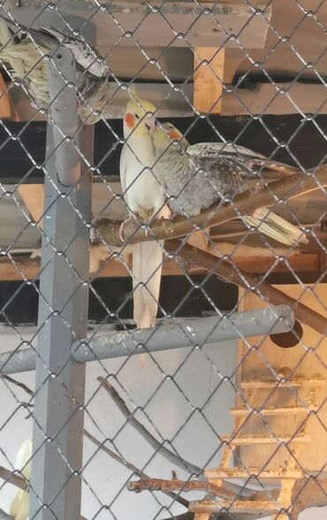 Quş: 9 ədəd korella bir ailədən çoxalıb. Hazırda 4 cüt dur yumurtlayır — 14