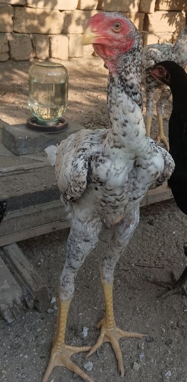 kənd toyuq: Toyuq, Damazlıq, Ünvandan götürmə