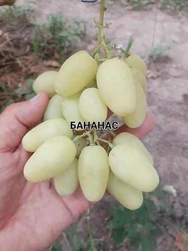 Виноград: НОВИНКИ СЕЛЕКЦИИ ВИНОГРАДА ПРЕМИАЛЬНОГО УРОВНЯ ! ДОМАШНИЙ СЛАДКИЙ — 6