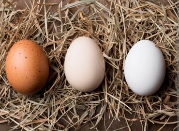 Птицы: Куплю яйца для инкубации.
Дакан,
яйца бойцовой птицы.
пишите в Ватсапп