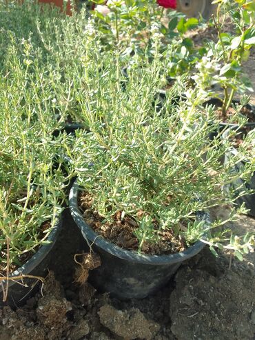 Çöl bitkiləri: Həmişə yaşıl — 24