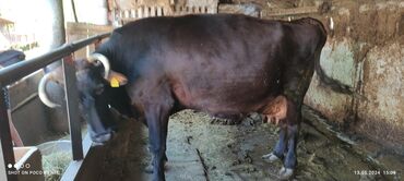 животные корова: Продаю | Корова (самка) | Швицкая | Искусственник