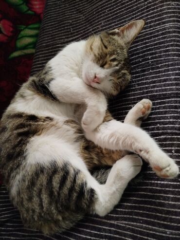 Отдам даром кошку: Котята трёхцветной окраски - Домашние котята с ярким черепаховым и — 23