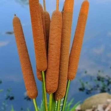 Süni güllər: Məhsul: Dekorativ süni gül kompozisiyaları və vazo/qablar - Yumşaq -da lalafo.az — 33 Süni güllər: Məhsul: Dekorativ süni gül kompozisiyaları və vazo/qablar - Yumşaq — 33