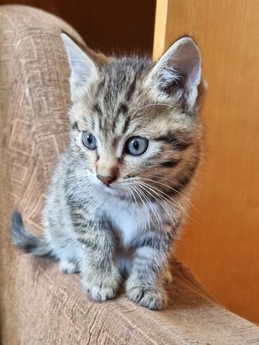 вязка котов: Кошка даром: Беспородная, 2 месяца, Девочка, Метис