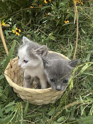 Мышык бекер берем: Котята, 2 малыша. На фото — один серый котёнок и один бело-серый. Серо — 6