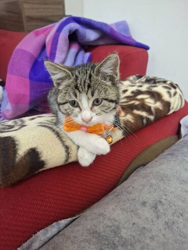 Pişiklər: Erkək, Dişi, Ünvandan götürmə — 10