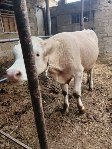 Inəklər, öküzlər: Danalar satılır damazlıq ve etlik unvan Bine qesebezi — 17