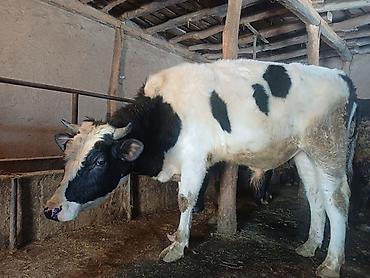 Коровы, быки: Продаю | Бык (самец) | На откорм | Привязанные at lalafo.kg — 8 Коровы, быки: Продаю | Бык (самец) | На откорм | Привязанные — 8