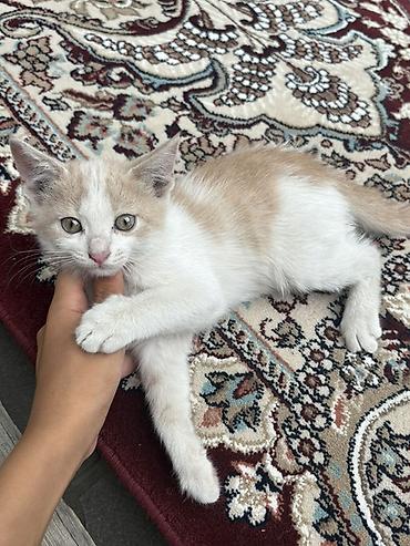 Мышыктар: Котята, родились 6 июня, пишите на воцап! — 2