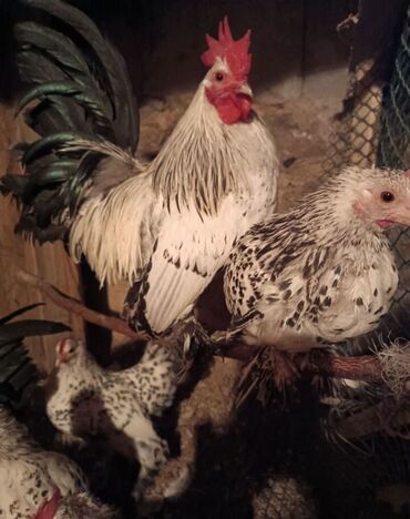 брокерское объединение феникс бишкек: Продаю подрощенных цыплят чистокровный Мильфлер ❗ На фото родители ❗
