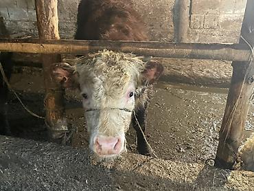 Коровы, быки: Продаю | Бык (самец) — 29