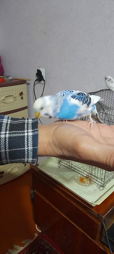 Tutuquşları: Ələ öyrəşmiş quşdu fikri ciddi olan vatcapa yazsin sumqayìt — 13