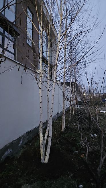 Берёза: Саженцы — 4