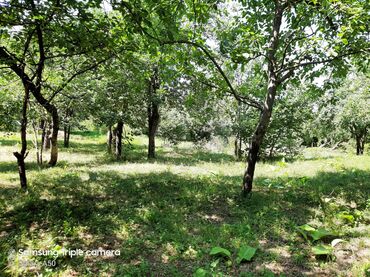 Torpaq sahələrinin satışı: 10 sot, Tikinti, Mülkiyyətçi, Kupça (Çıxarış) -da lalafo.az — 10 Torpaq sahələrinin satışı: 10 sot, Tikinti, Mülkiyyətçi, Kupça (Çıxarış) — 10