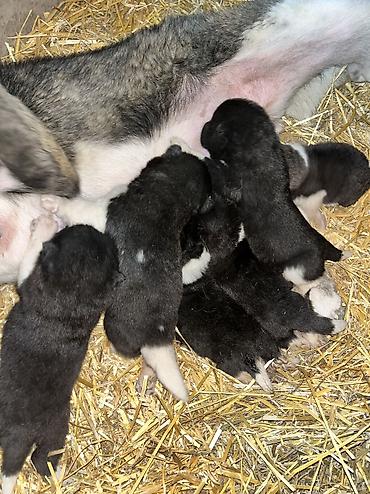 İtlər: Akita-inu, Peyvəndli, Ödənişli çatdırılma — 10
