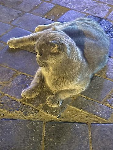 british shorthair qiymetleri: Britan yastı qulaq, Yaxşı əllərə — 3