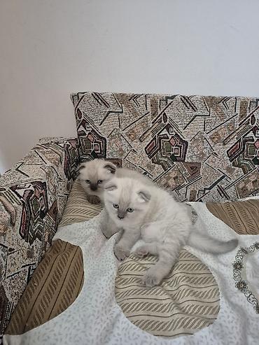 продаю кой: Шотландские вислоухие котята (fold) крем-пойнт - Порода: шотландская — 1