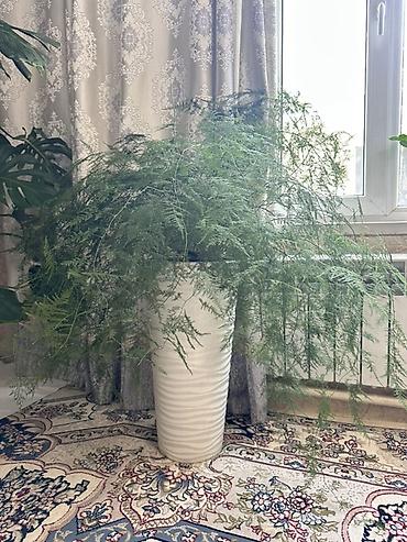 Аспарагус перистый (Asparagus setaceus) в крупном декоративном кашпо