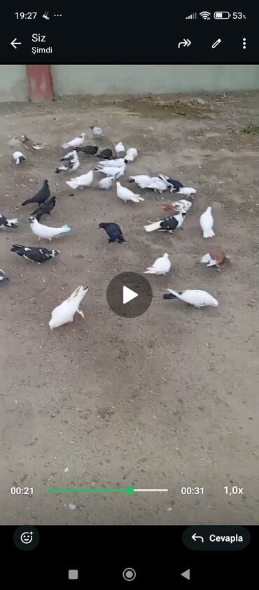 İtlər: 30dənə 3 m