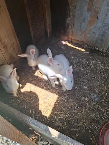 Dovşanlar 3 dişi 1 erkək Tam sağlam heyvanlardır. Qiymət 1 ədədinə lalafo.az -da Dovşanlar 3 dişi 1 erkək Tam sağlam heyvanlardır. Qiymət 1 ədədinə