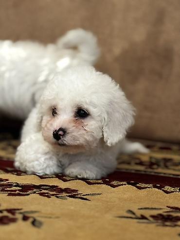 İtlər: Bişon Frize — 4