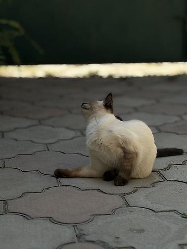 кошка ош: Кошка даром: Сиамская, Девочка — 2