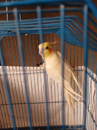Akvarium aksessuar və ləvazimatları: Növ: Nimfa (Cockatiel) – sarı başlı, yanaqlarında narıncı ləkələr