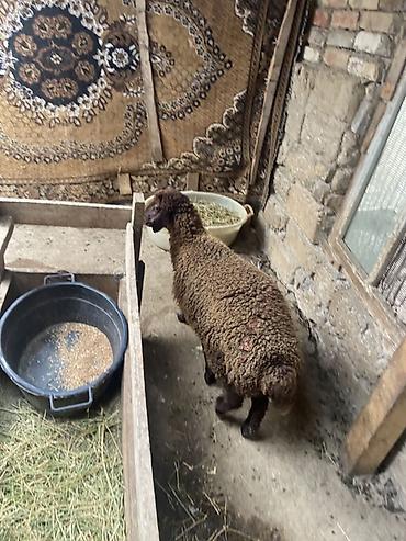 Qoyun – yerli cins, qəhvəyi rəngdə, quyruqlu (yağlı quyruq tipli). - lalafo.az -da — 2 Qoyun – yerli cins, qəhvəyi rəngdə, quyruqlu (yağlı quyruq tipli). - — 2