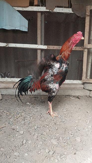 Xoruzlar: Xoruz, il: <1, Pulsuz çatdırılma — 7