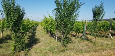 nabran torpaq satilir: 50 sot, Kənd təsərrüfatı, Mülkiyyətçi, Kupça (Çıxarış)