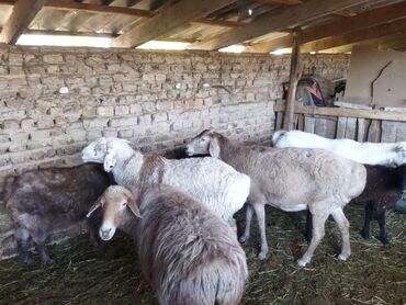 объявления о найденных животных: Продаю | Овца (самка) | Полукровка | На забой, Для разведения | Матка, Ярка