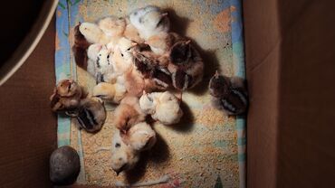 талас животные: Продаю 19 цыплят 3 дня