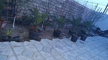 xurma palması: Dekorativ xurma palmaları – qablarda - Növlər: kiçikdən orta ölçüyə — 1