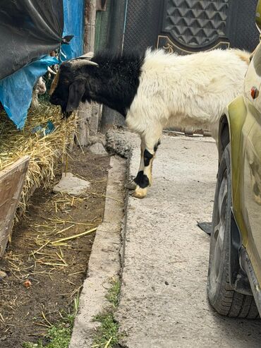 Козы, козлы: Продаю | Козёл (самец) | Битал | Для разведения — 3