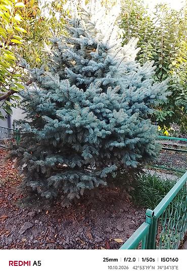 Ель голубая (Picea pungens, «голубая ель») для пересадки. - Высота