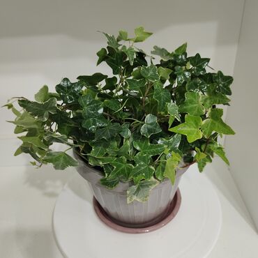 заливной шланг: Комнатные и садовые растения в горшках: 1) Плющ (Hedera helix) -