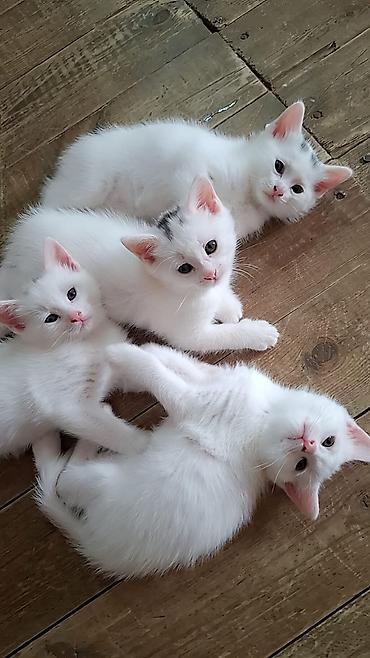pisik cut: Yaxşı əllərə — 5