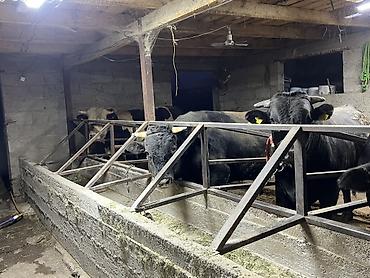 питомники для собак: Продаю | Бык (самец) | На откорм | Племенные — 1