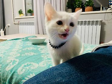 Кошки: Ангорская, 2 месяца, Мальчик, Белый, Приучена к лотку — 4