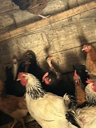 ev qus: Toyuq, Damazlıq, Ünvandan götürmə, Pulsuz çatdırılma, Rayonlara çatdırılma — 3